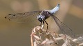 Libellula fulva male quarter frontal